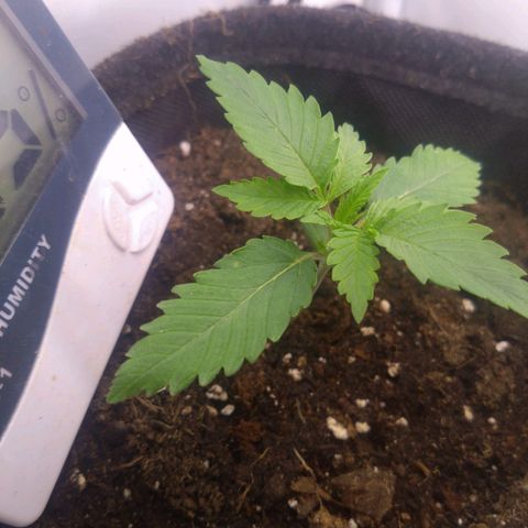 Imperium X growlog timeline photo