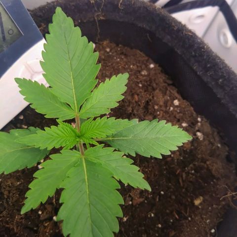 Imperium X growlog timeline photo