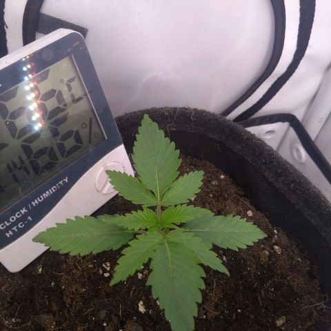 Imperium X growlog timeline photo