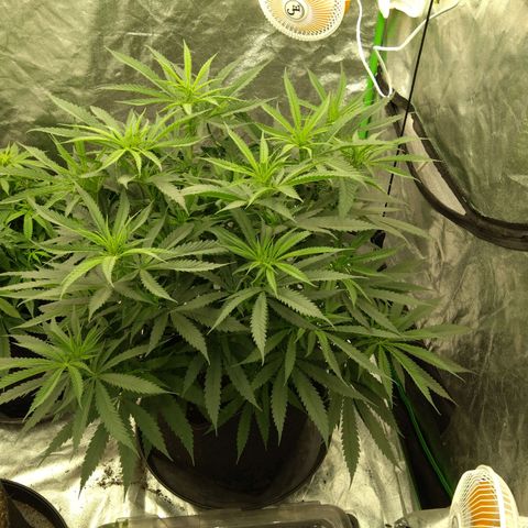 Special Queen #1 - Indoor growlog timeline photo