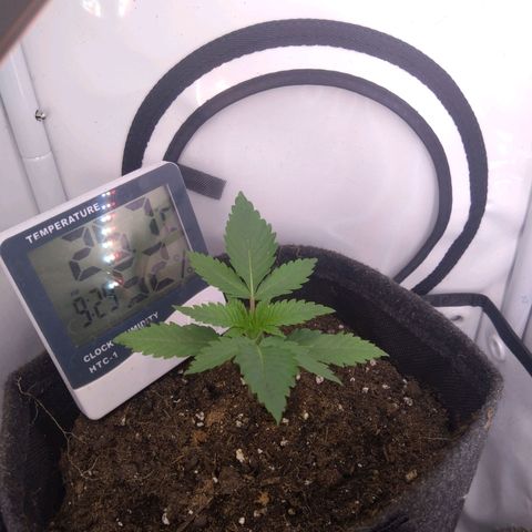 Imperium X growlog timeline photo
