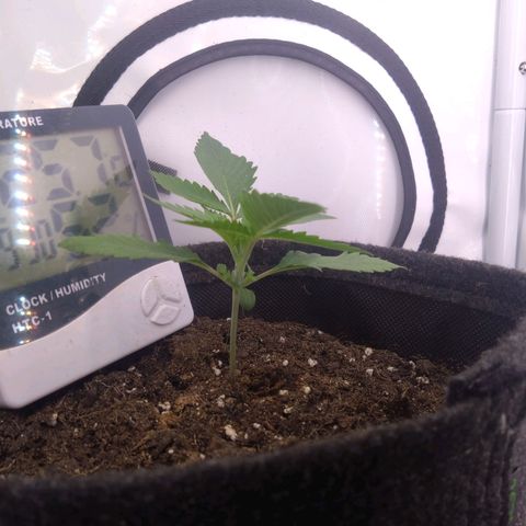 Imperium X growlog timeline photo