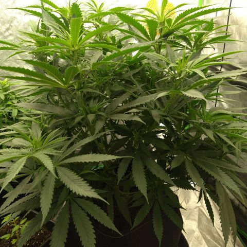 Special Queen #1 - Indoor growlog timeline photo