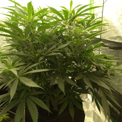Special Queen #1 - Indoor growlog timeline photo