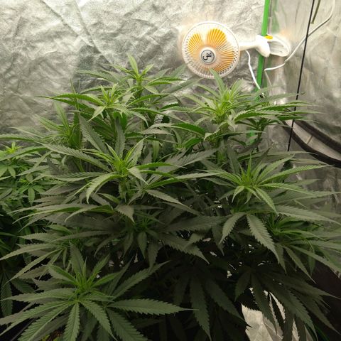 Special Queen #1 - Indoor growlog timeline photo