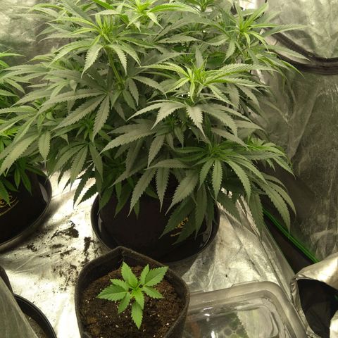 Imperium X growlog photo: Playing with the big ladies today