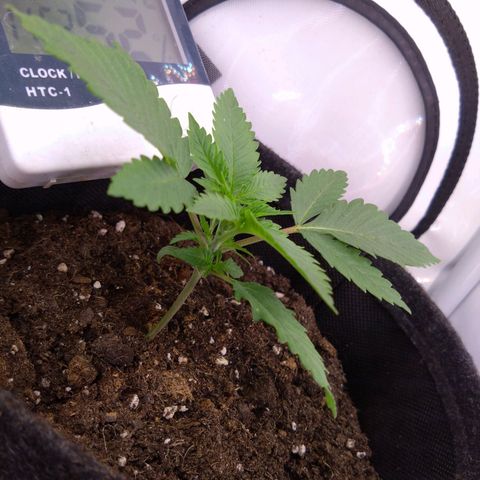 Imperium X growlog timeline photo