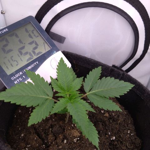 Imperium X growlog timeline photo