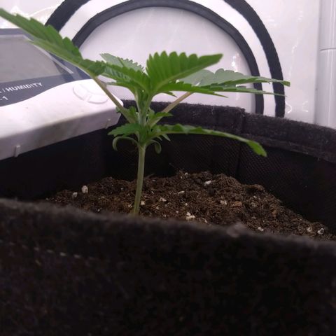 Imperium X growlog timeline photo