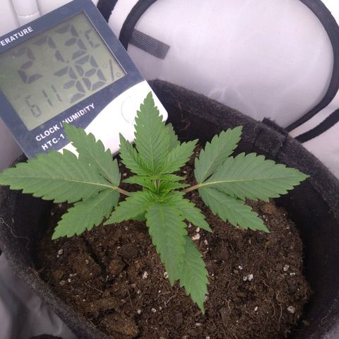Imperium X growlog timeline photo