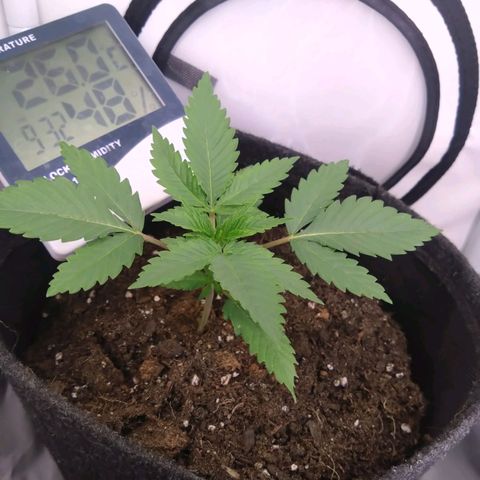 Imperium X growlog timeline photo