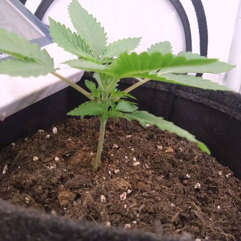 Imperium X growlog timeline photo