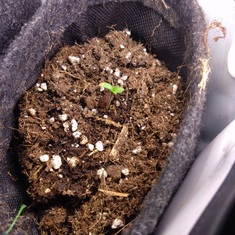 Fat Bastard  growlog photo: Day one for this beauty
