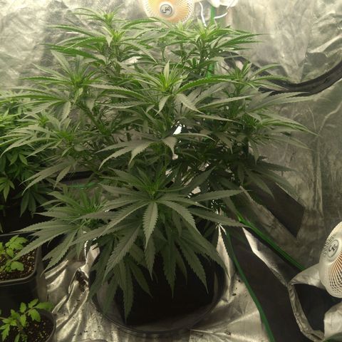 Special Queen #1 - Indoor growlog timeline photo