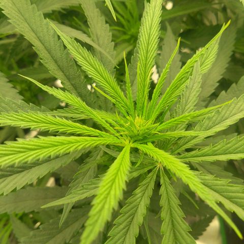 Special Queen #1 - Indoor growlog timeline photo