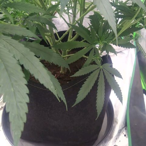 Special Queen #1 - Indoor growlog timeline photo