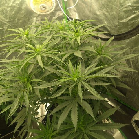 Special Queen #1 - Indoor growlog timeline photo