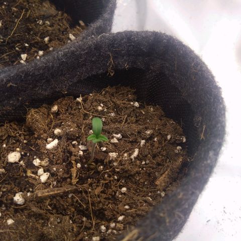 Fat Bastard  growlog timeline photo