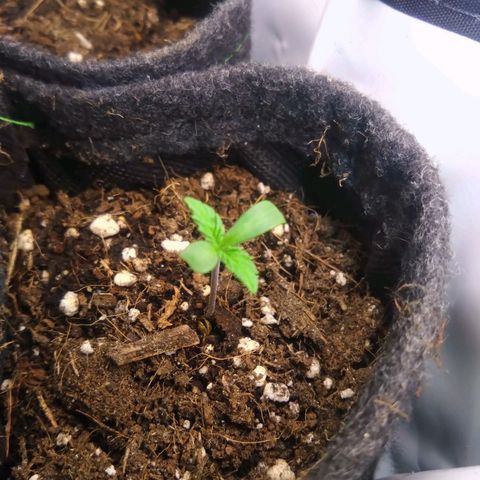 Fat Bastard  growlog timeline photo