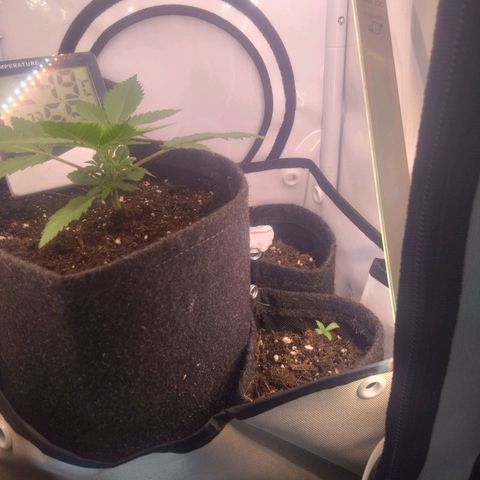 Fat Bastard  growlog timeline photo