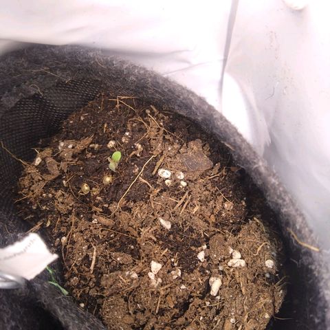 A.M.S. growlog timeline photo
