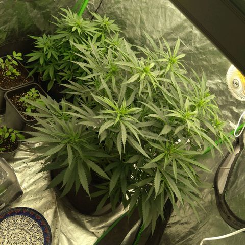 Special Queen #1 - Indoor growlog timeline photo