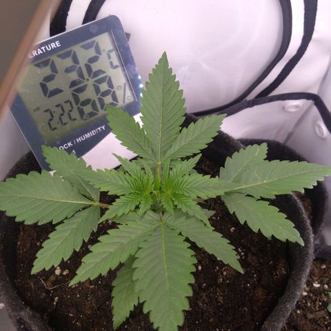 Imperium X growlog timeline photo