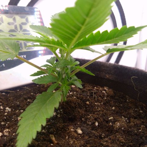 Imperium X growlog timeline photo