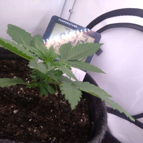 Imperium X growlog timeline photo