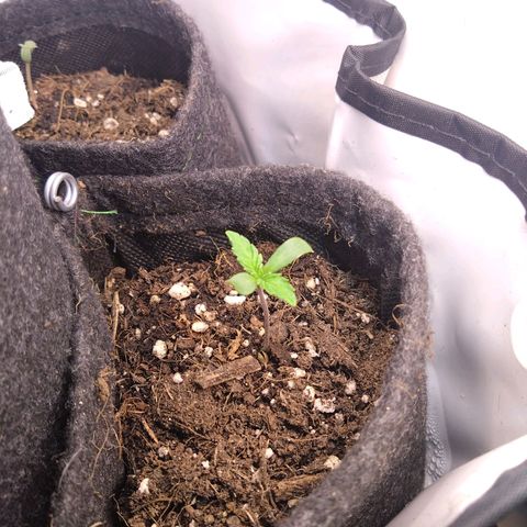 Fat Bastard  growlog timeline photo