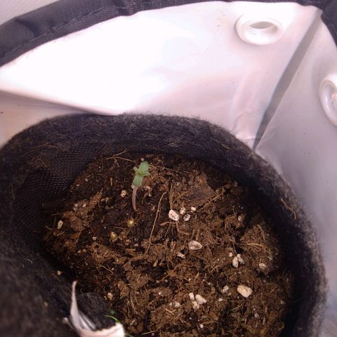 A.M.S. growlog timeline photo