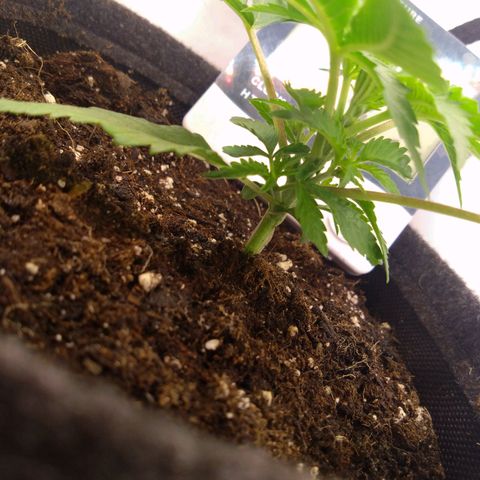 Imperium X growlog timeline photo
