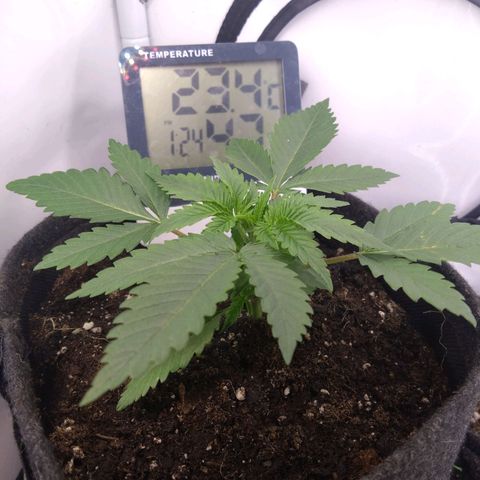 Imperium X growlog timeline photo