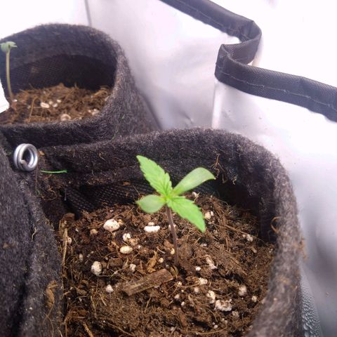 Fat Bastard  growlog timeline photo