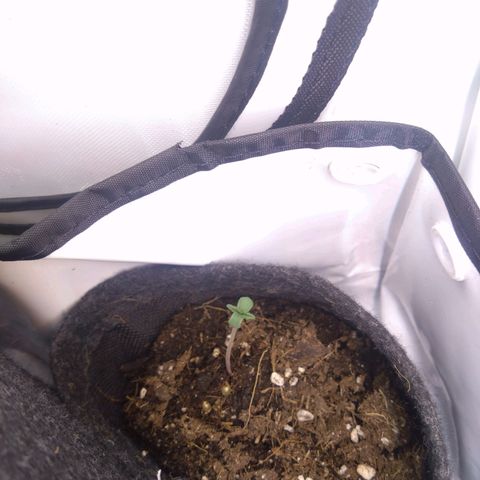 A.M.S. growlog timeline photo