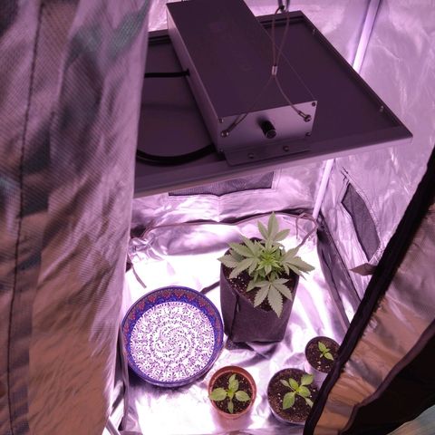 Imperium X growlog timeline photo