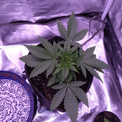 Imperium X growlog timeline photo