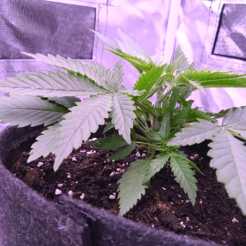 Imperium X growlog timeline photo