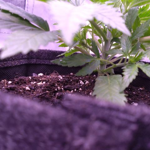 Imperium X growlog timeline photo