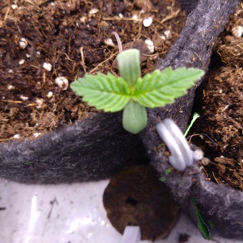 A.M.S. growlog timeline photo