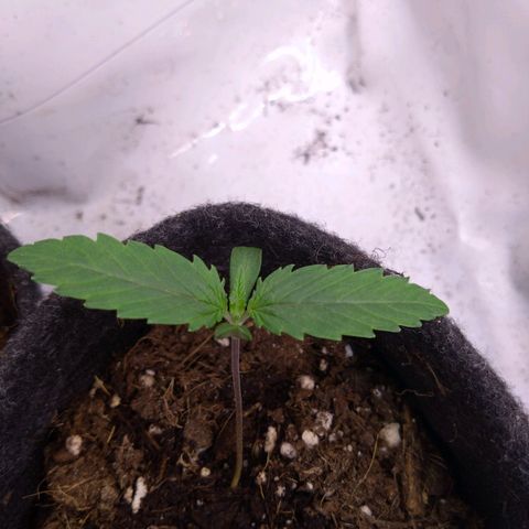 Fat Bastard  growlog timeline photo