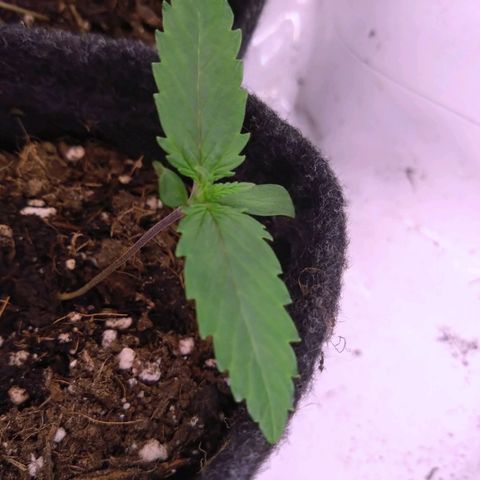 Fat Bastard  growlog timeline photo