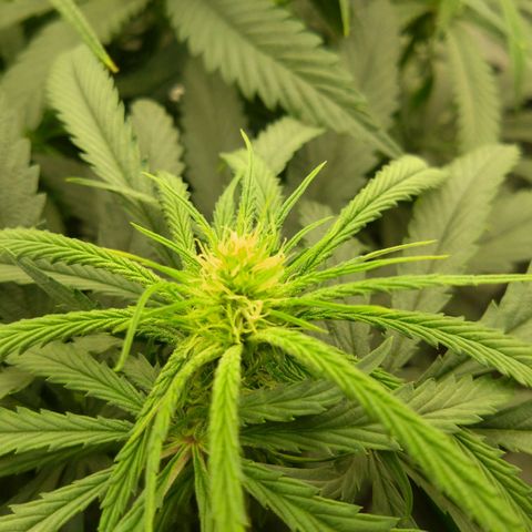 Special Queen #1 - Indoor growlog timeline photo