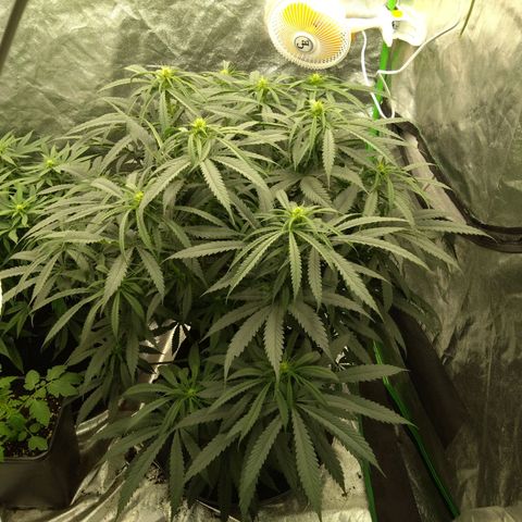 Special Queen #1 - Indoor growlog timeline photo