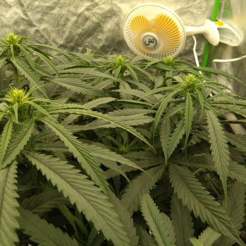 Special Queen #1 - Indoor growlog timeline photo