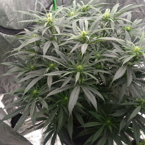 Special Queen #1 - Indoor growlog timeline photo
