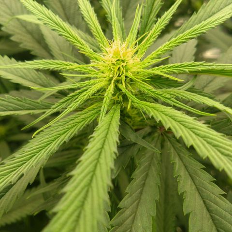 Special Queen #1 - Indoor growlog timeline photo