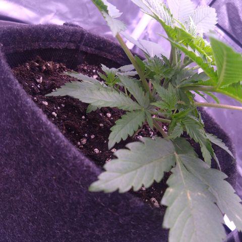 Imperium X growlog timeline photo