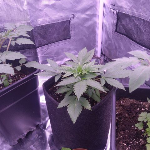 Imperium X growlog timeline photo