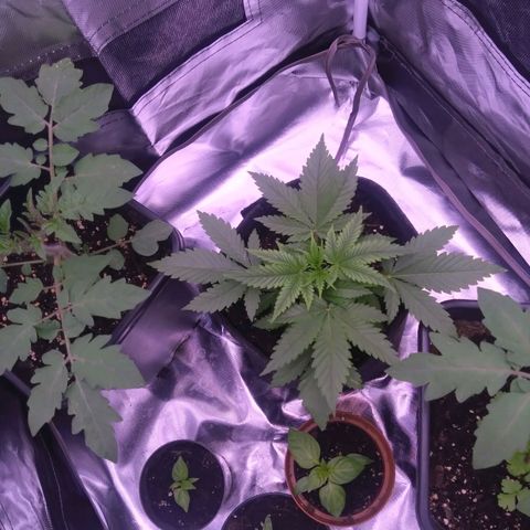 Imperium X growlog timeline photo